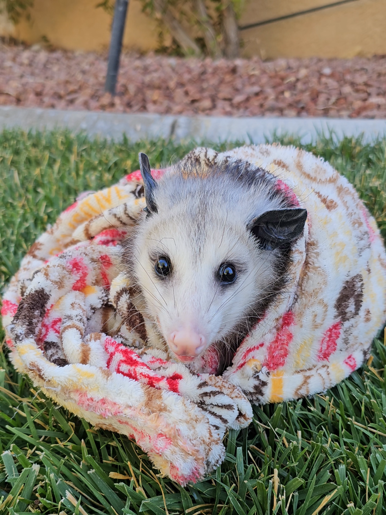 @OPOSSUMDAWGMOM