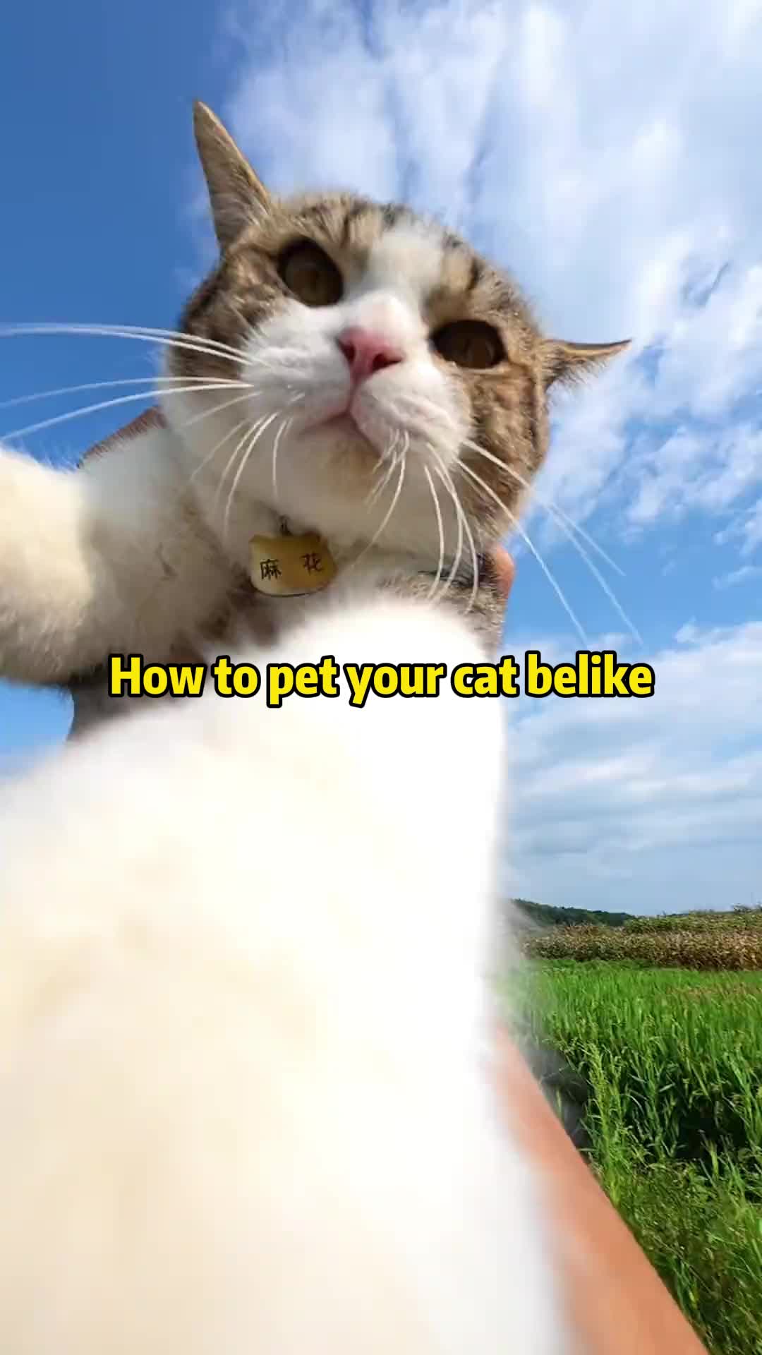 @Stray Cat Talkz