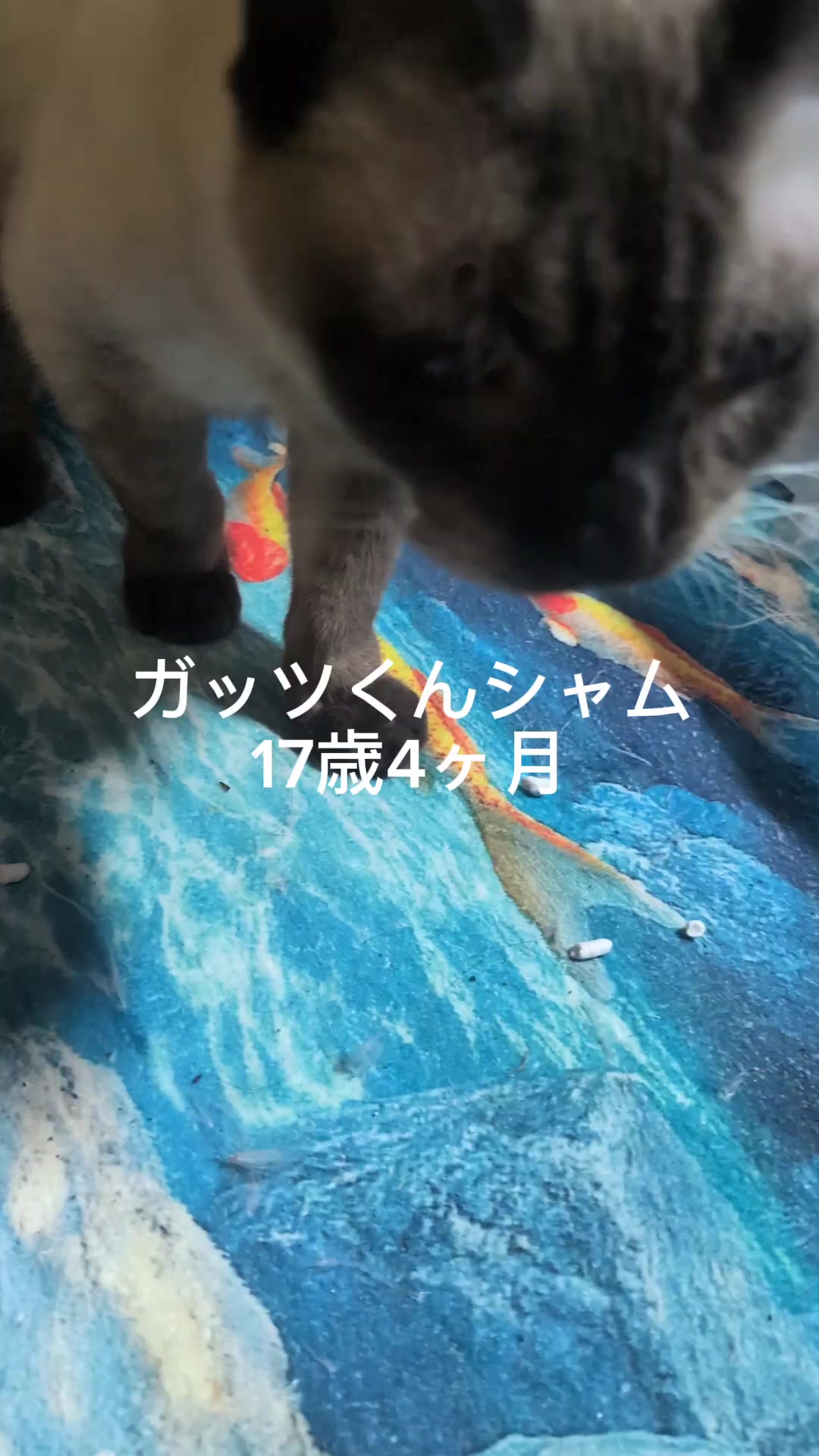@すいぬこ😻