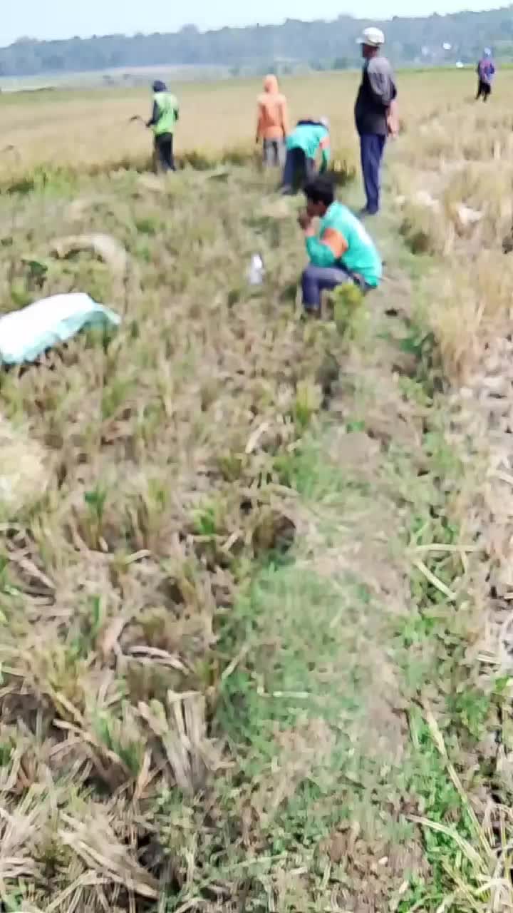 @darusi pesek
