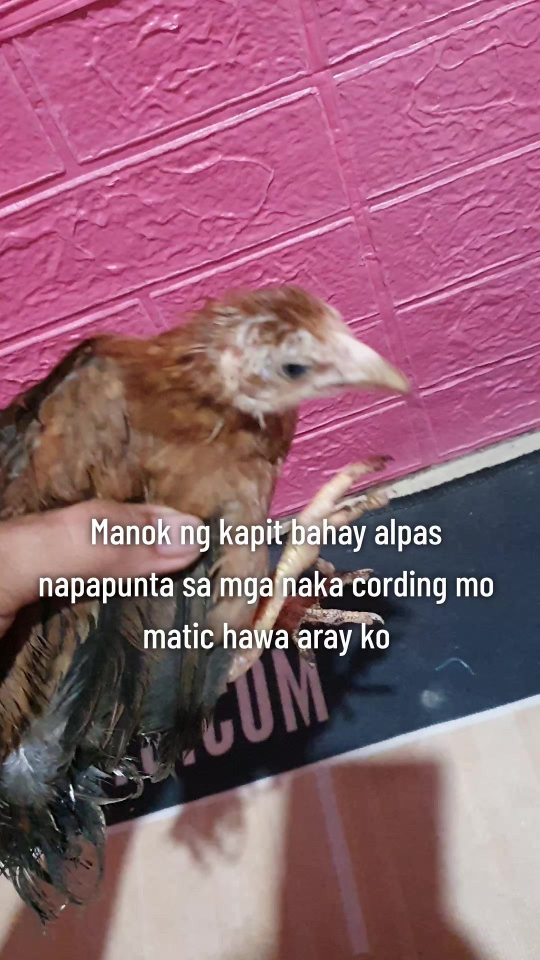 @Tatuy's BKYRD