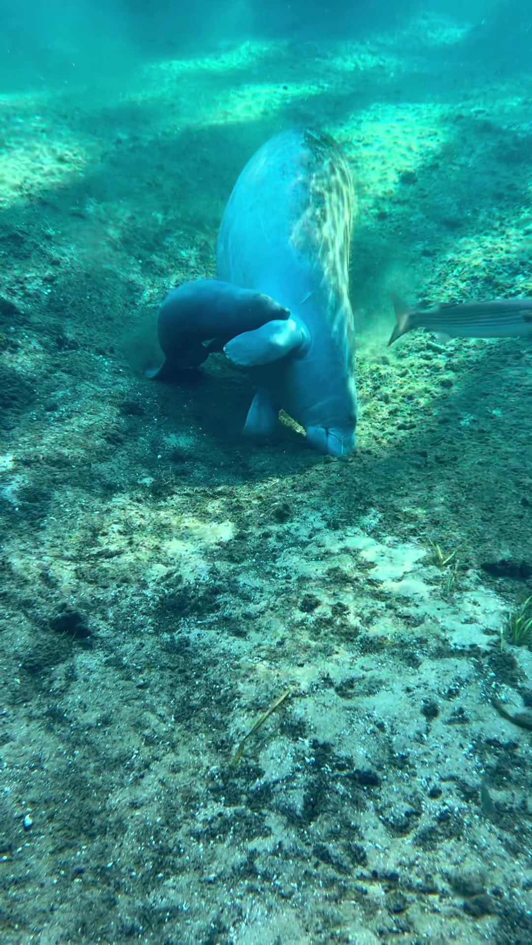 @BradTheOriginalManateeMafia