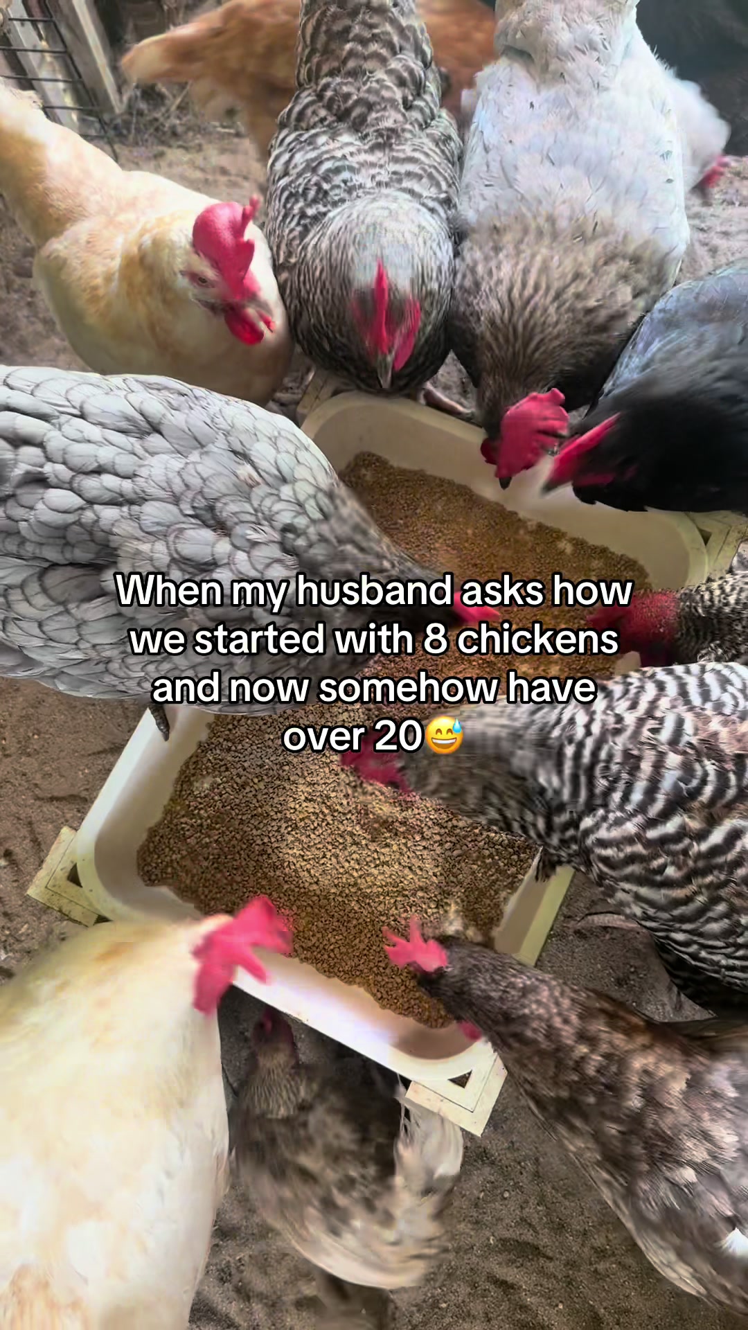 @Momma Tay🐐🐓👩🏼🌾💕