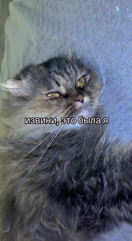 @🍎Шарлотка🍏