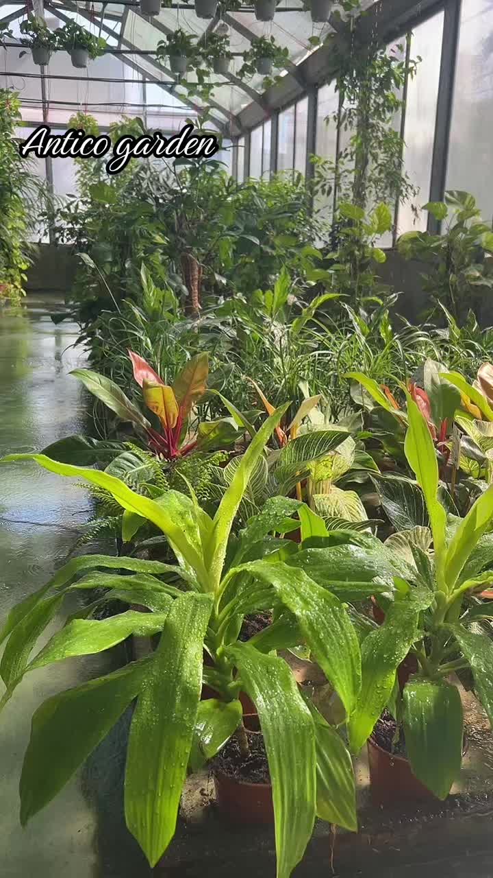 @vivaioanticogarden