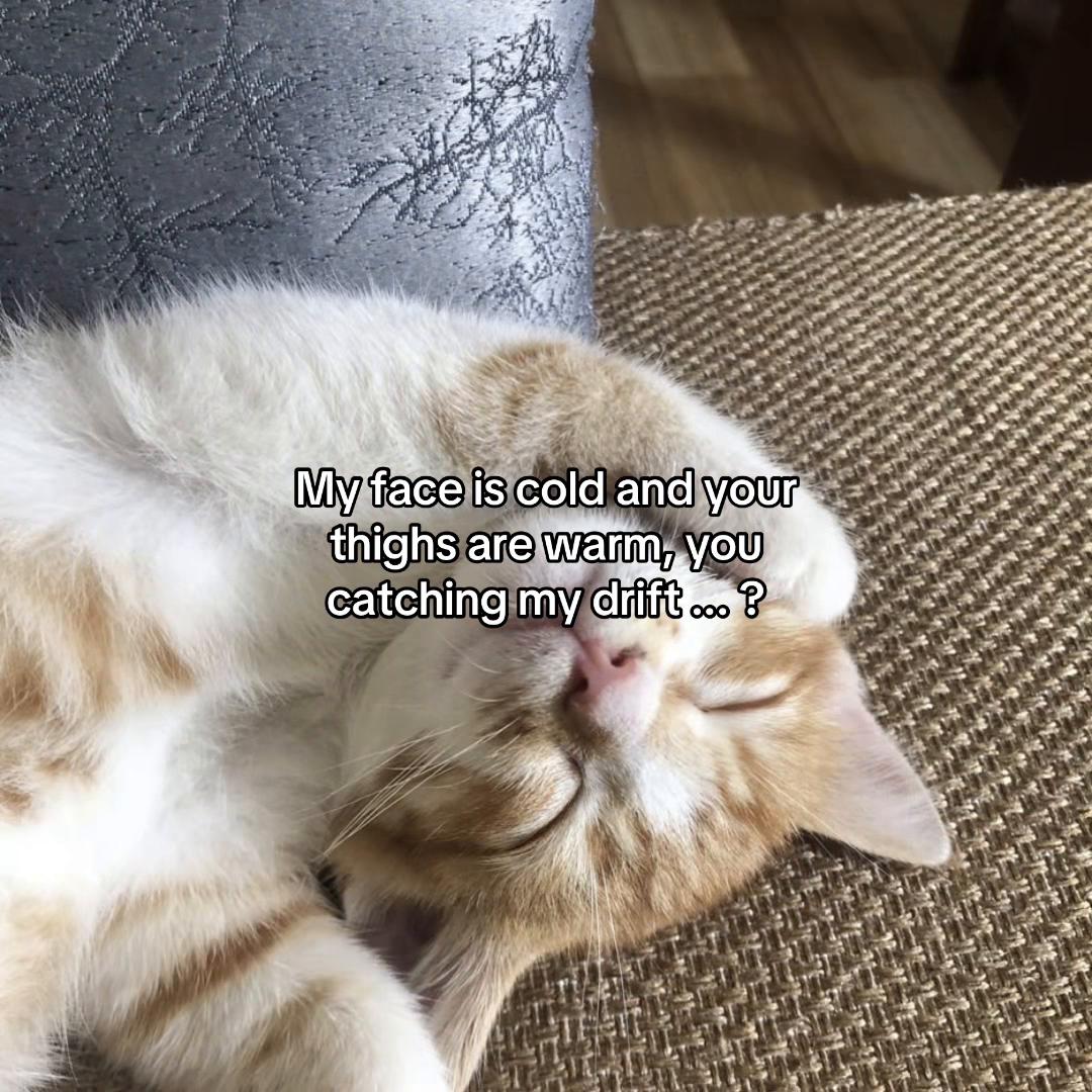 @Alice.cattok