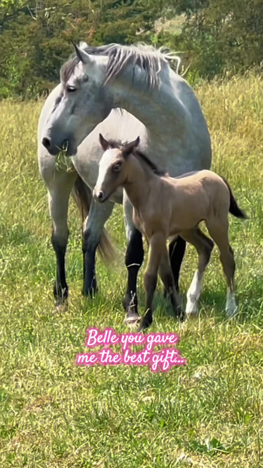 @Free Spirit Equestrian