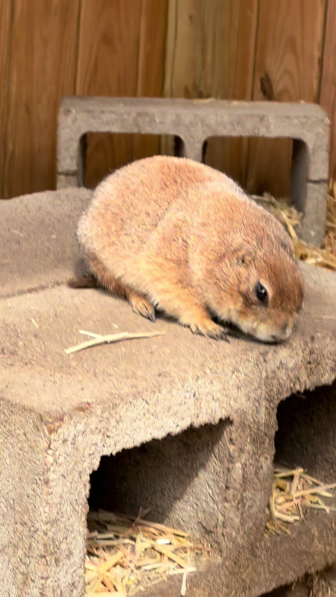 @Texas Wildlife Park