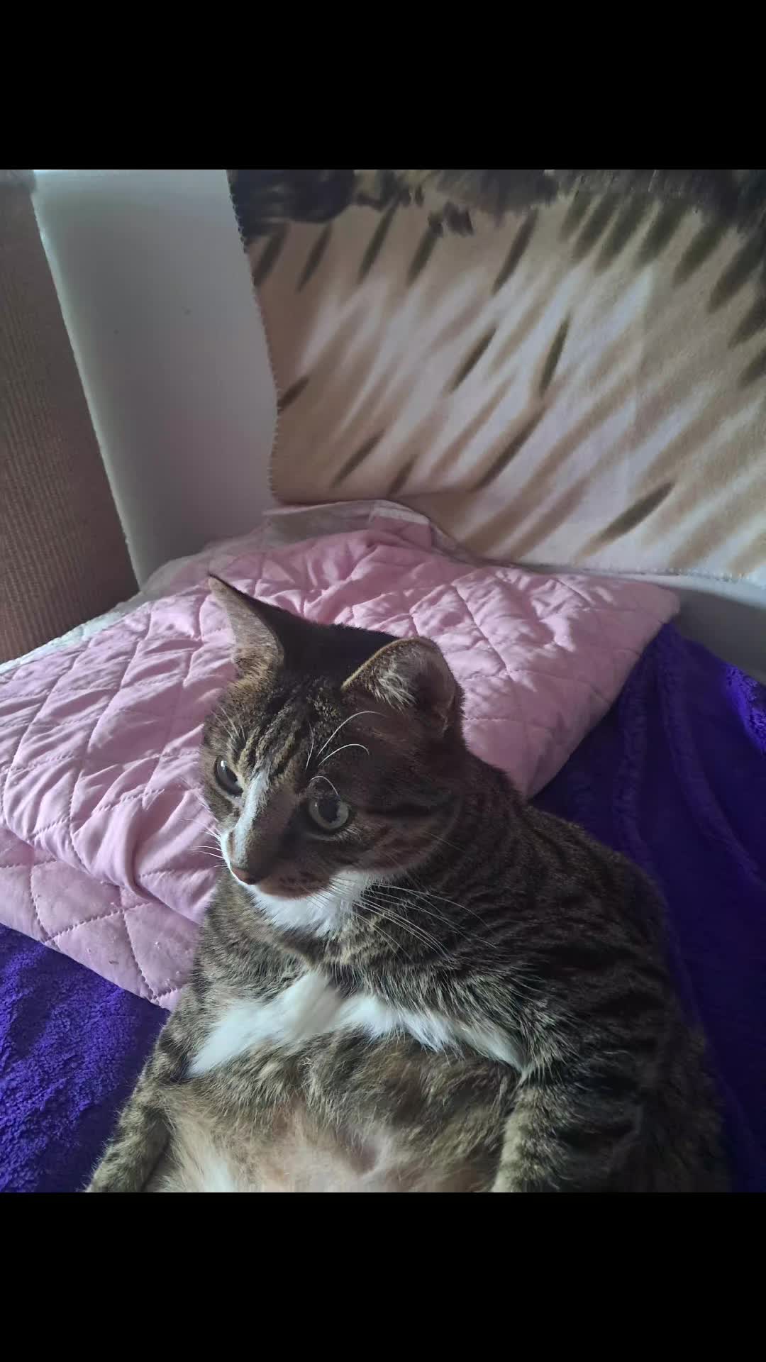 @Badcat _DHC🦁🦁