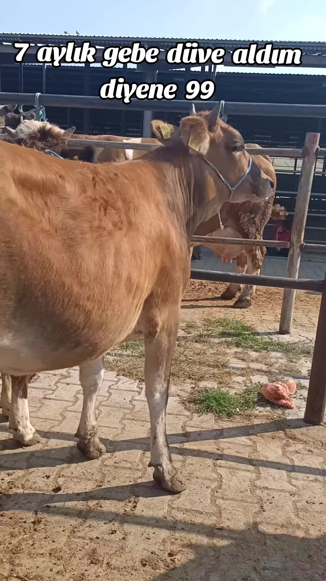 @Ali Özok