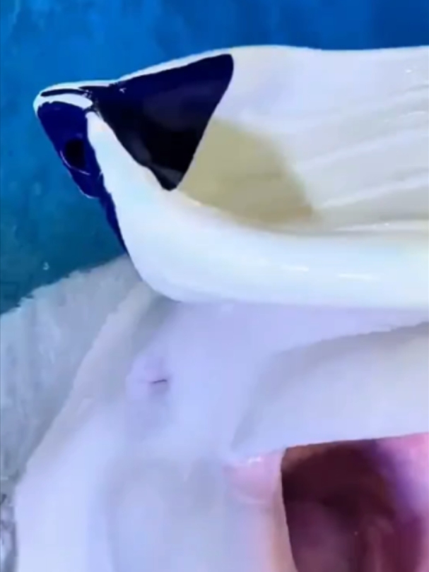 @Mundo dos Animais
