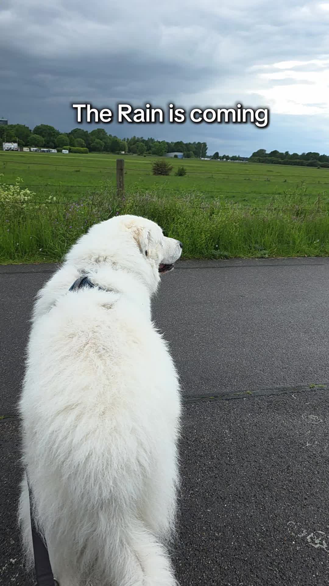 @Cooper😍and😍 I 🐕🏃♂️🫶🏻