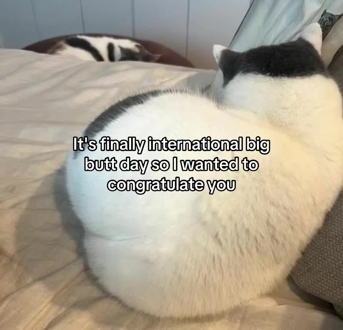 @Alice.cattok