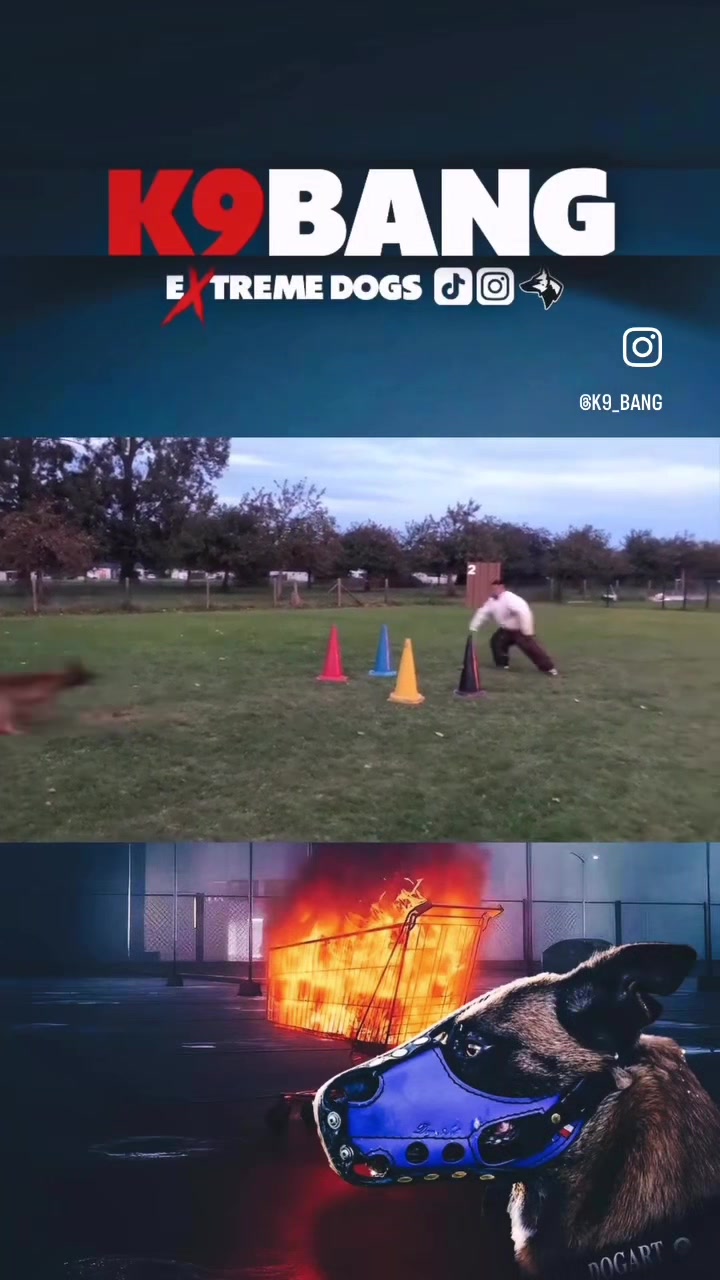 @K9 BANG