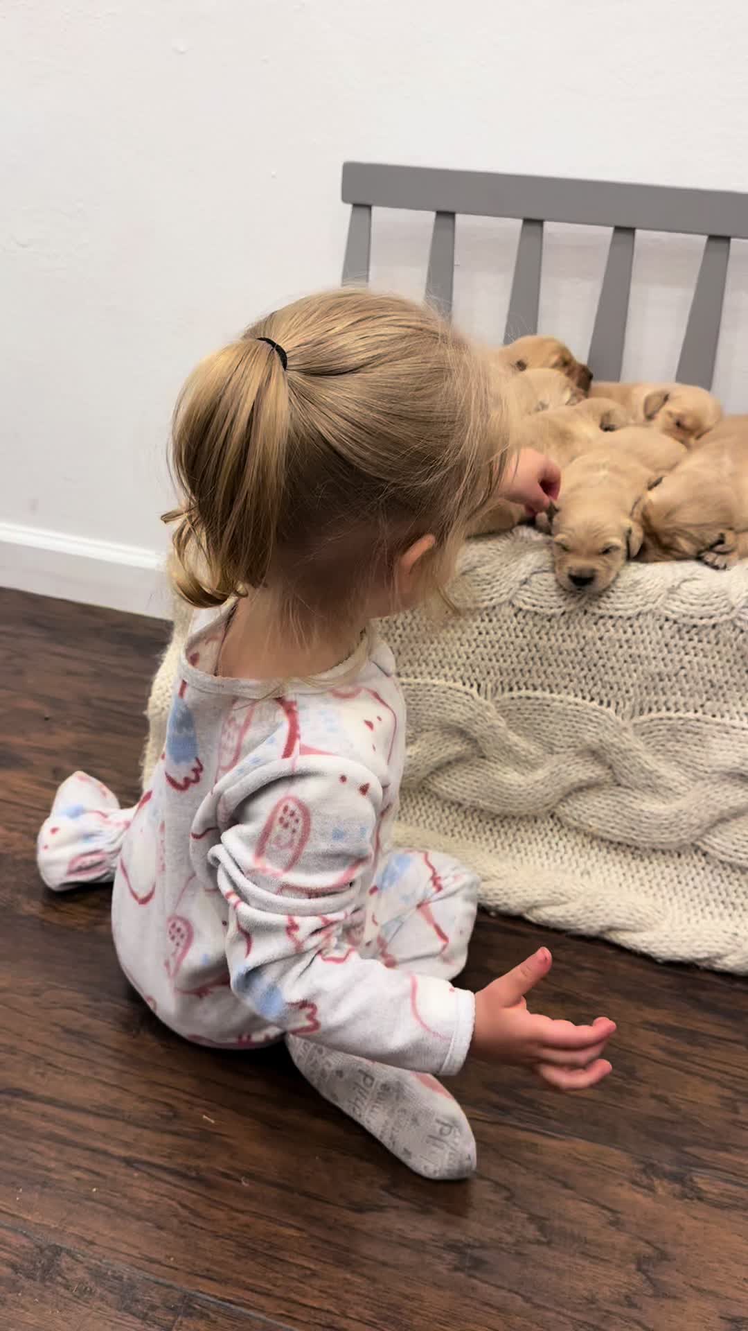 @kolom_golden_retrievers