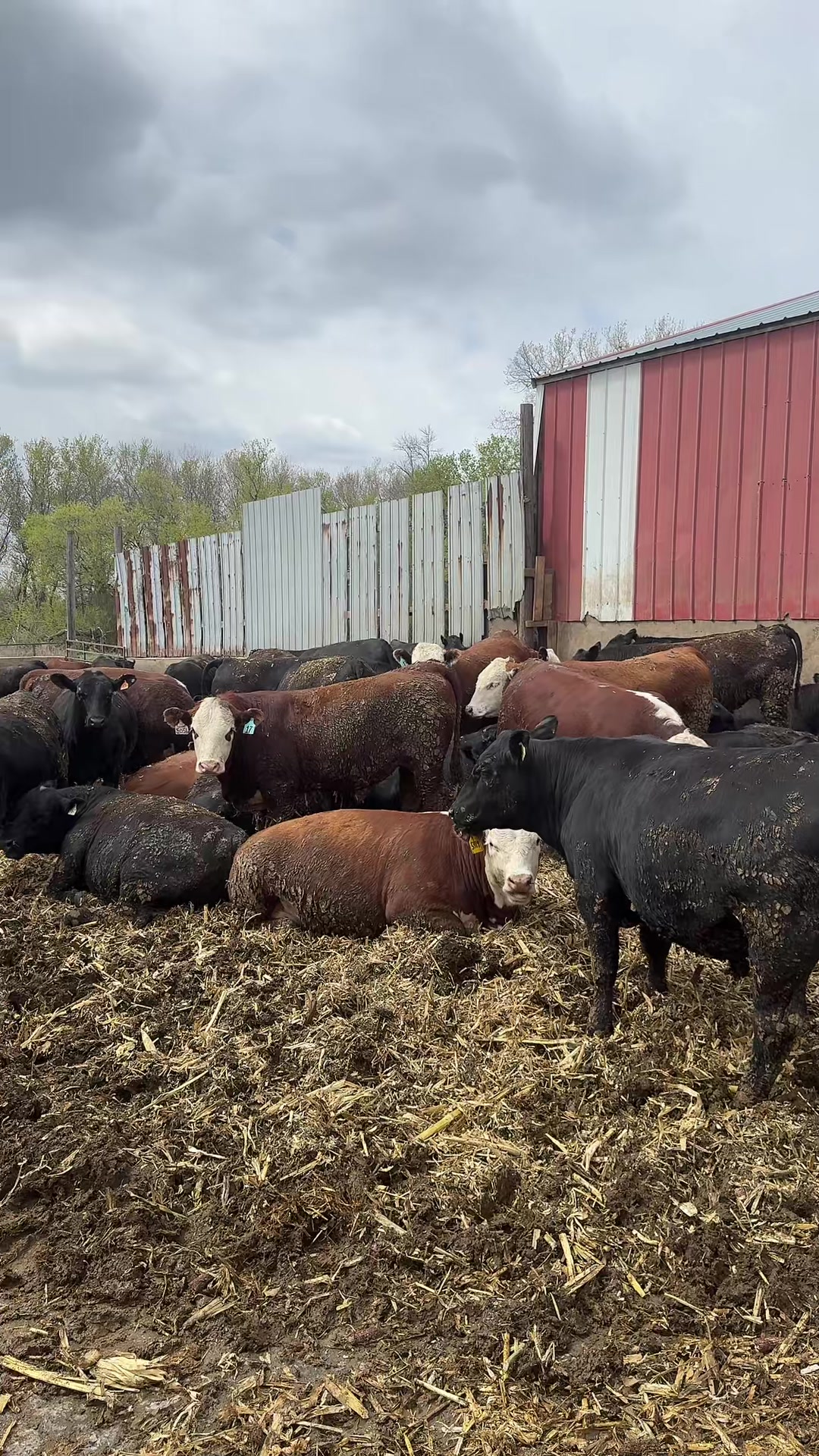 @Vos-Cattle-Co