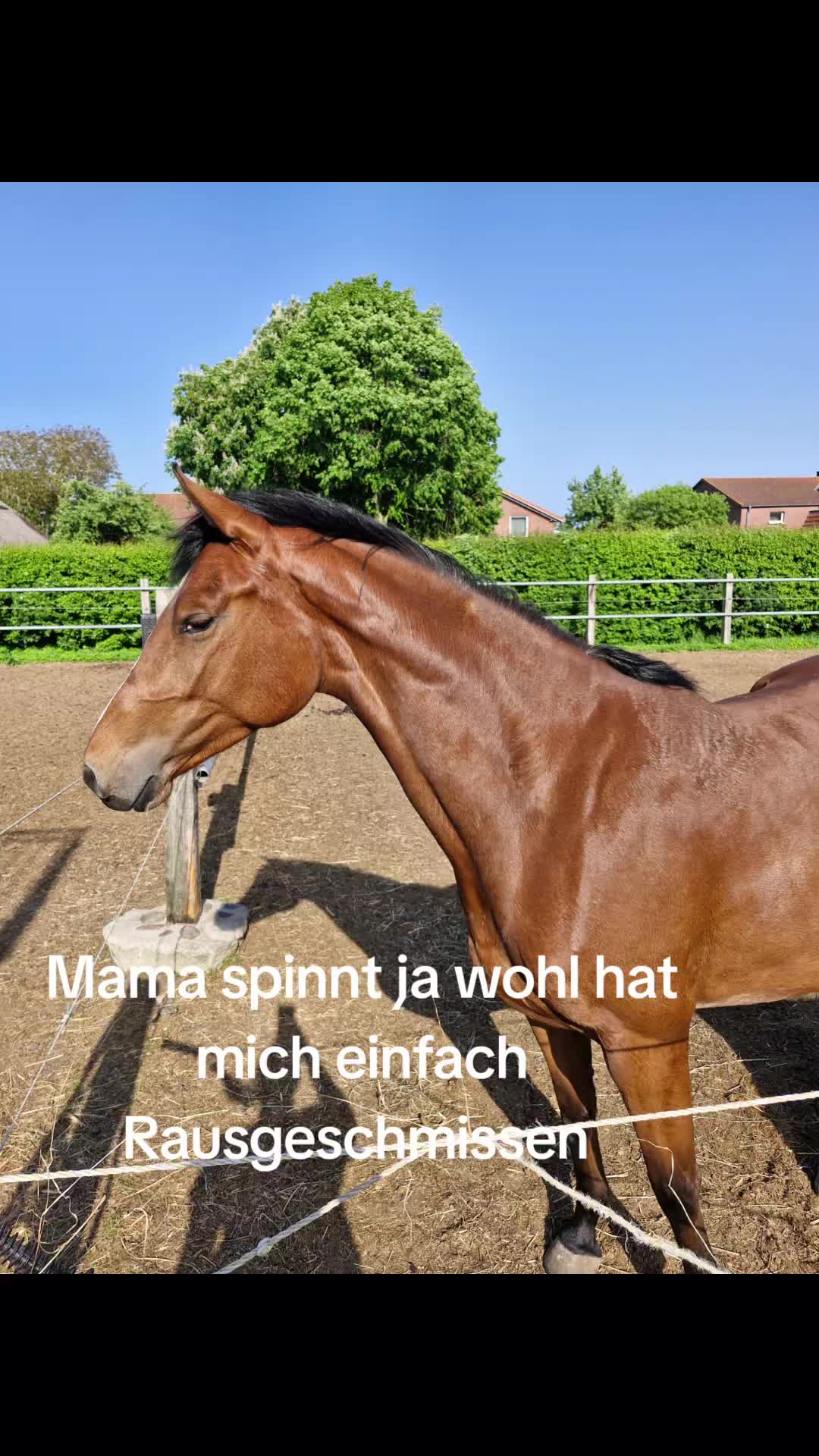 @Katinka, Peach 🐴 und Toffee🐶