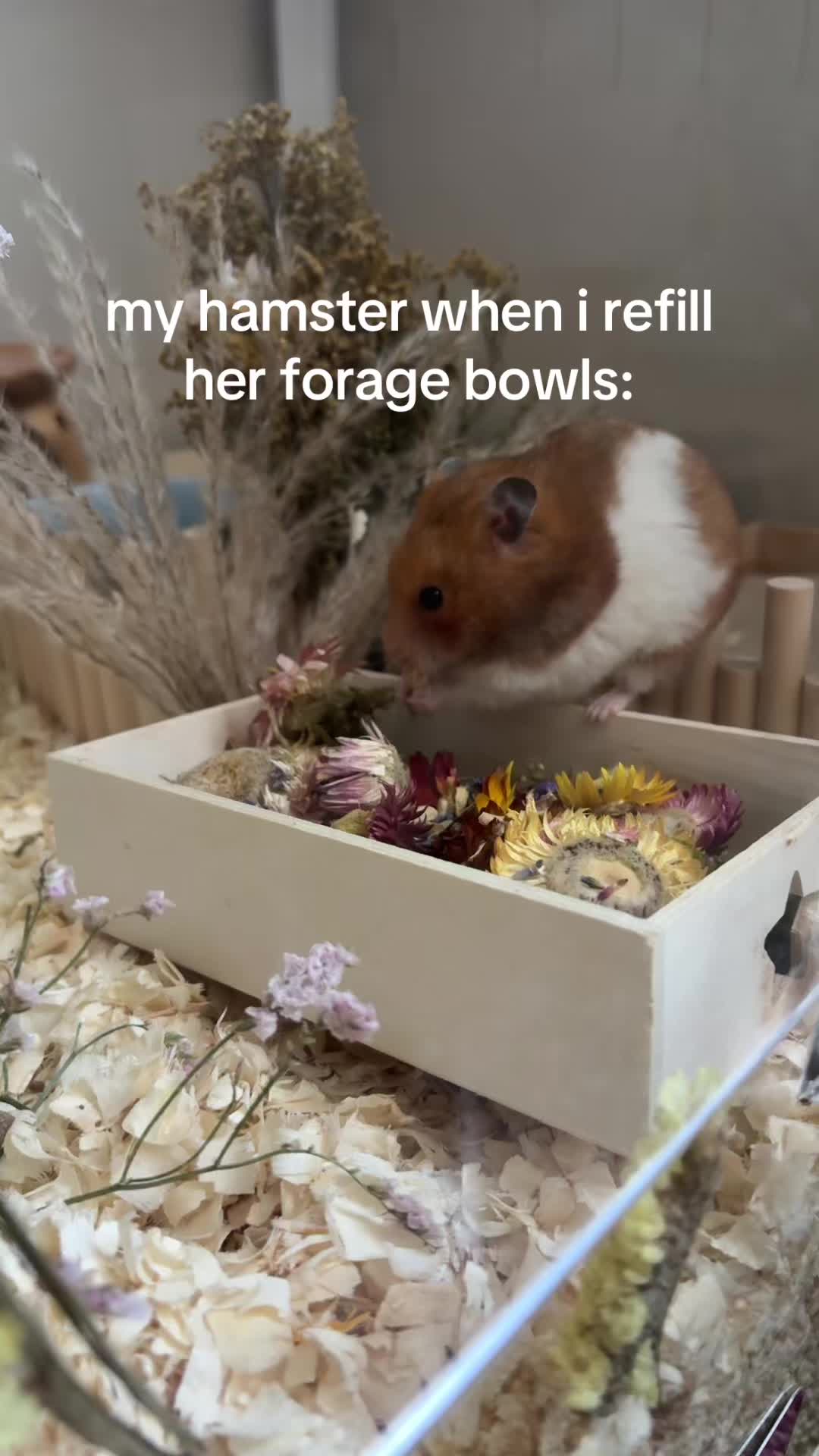 @thatweirdanimalgirl