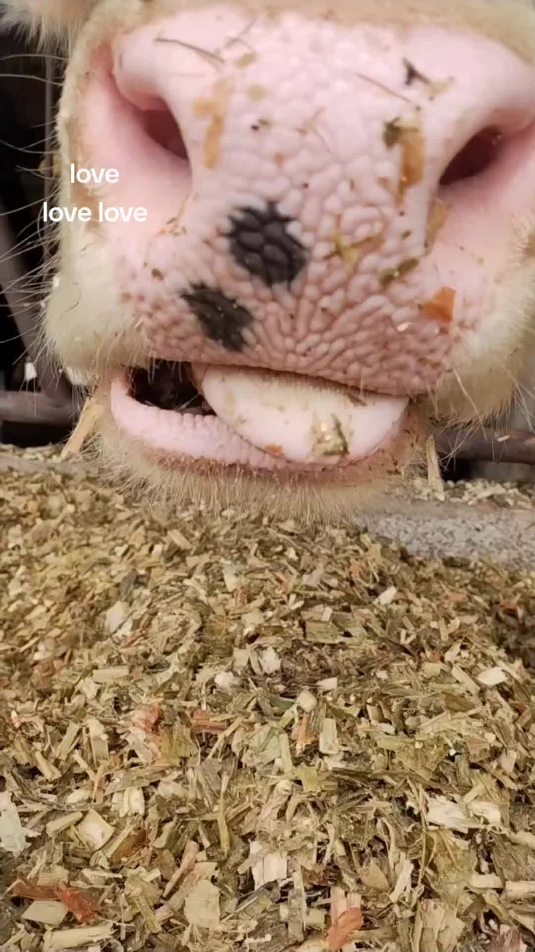 @Dairygirlmel