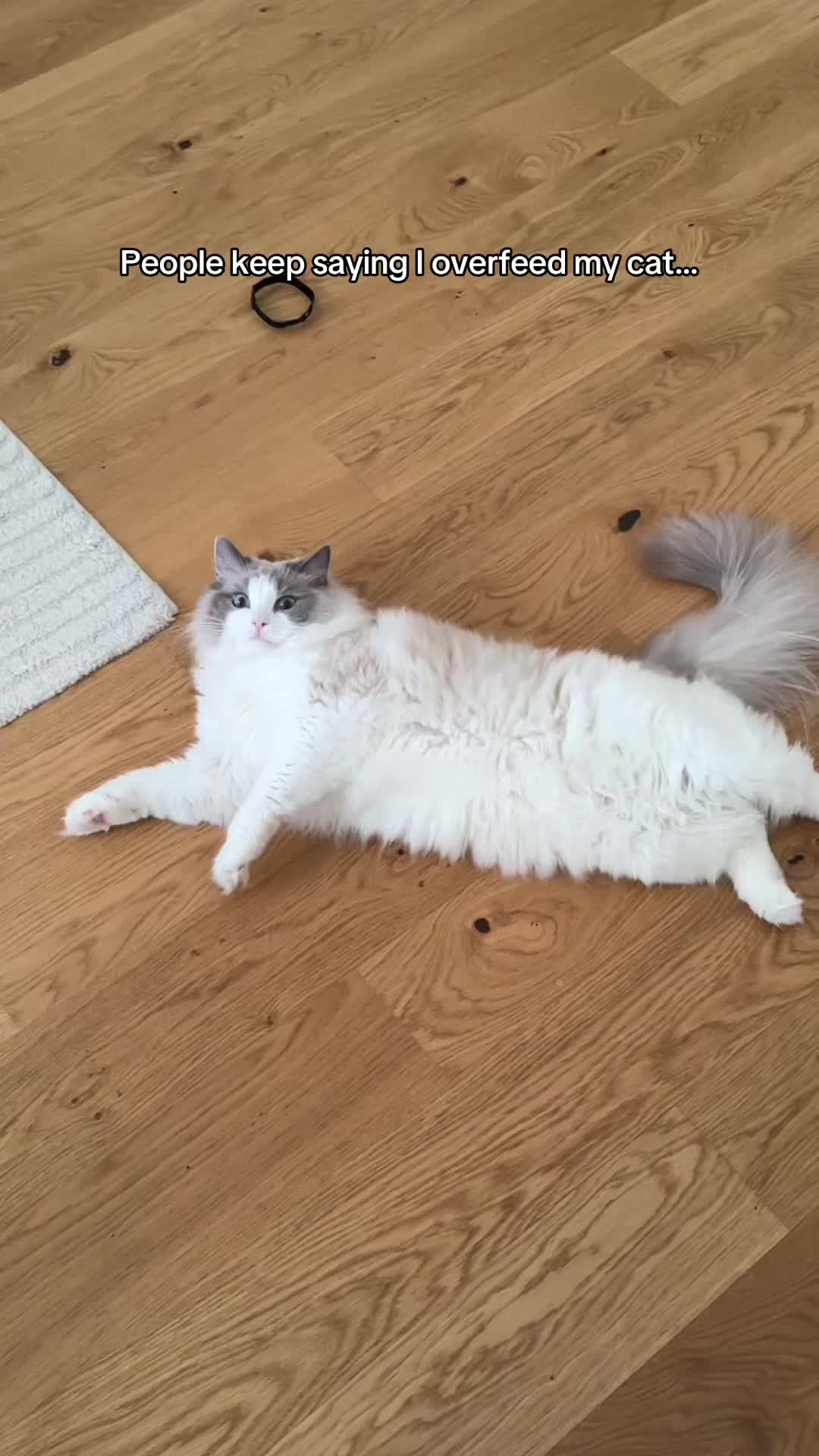 @Sirius Ragdoll