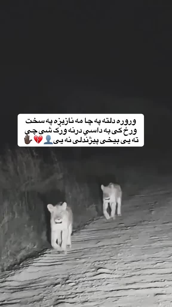 @𓆩•ډّ٘گّــᬼ✋🏿ــرو٘٘ألُِٔ.•𓆪