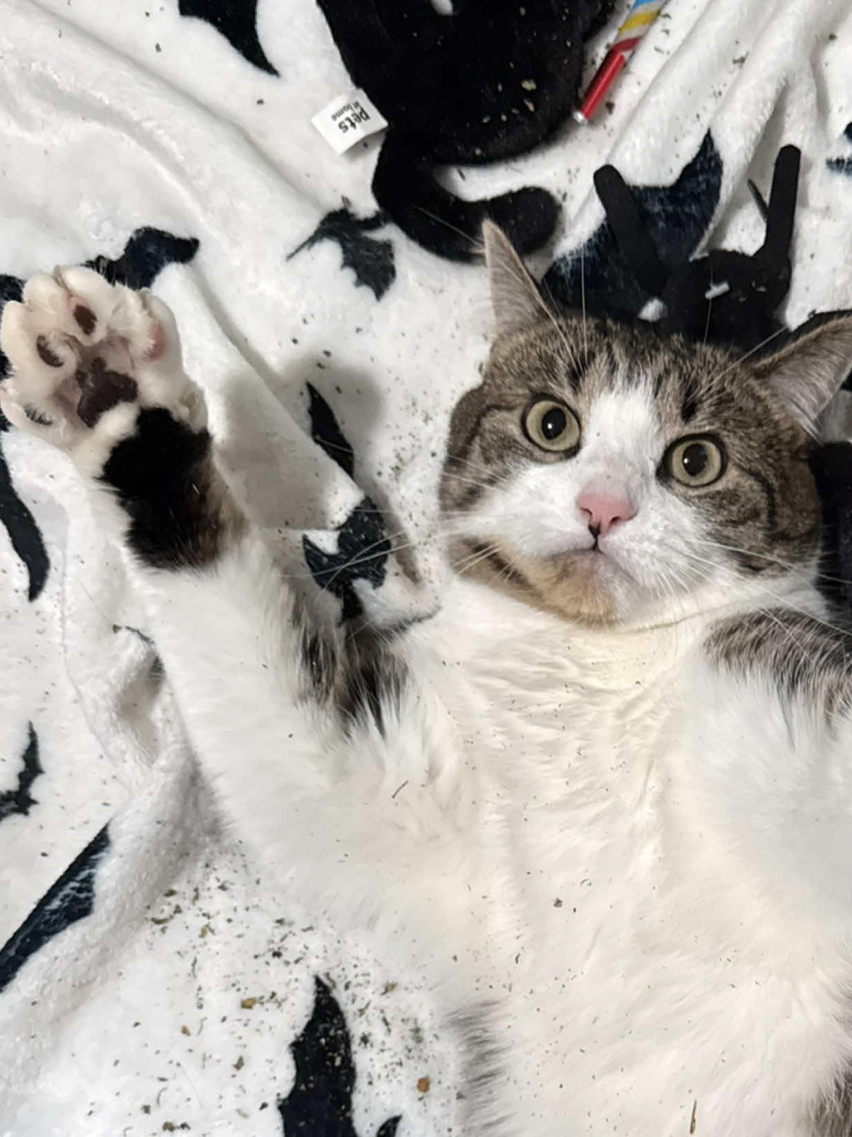 @Teefie_tribe 🐈⬛🐈⬛🐈🦷🦷