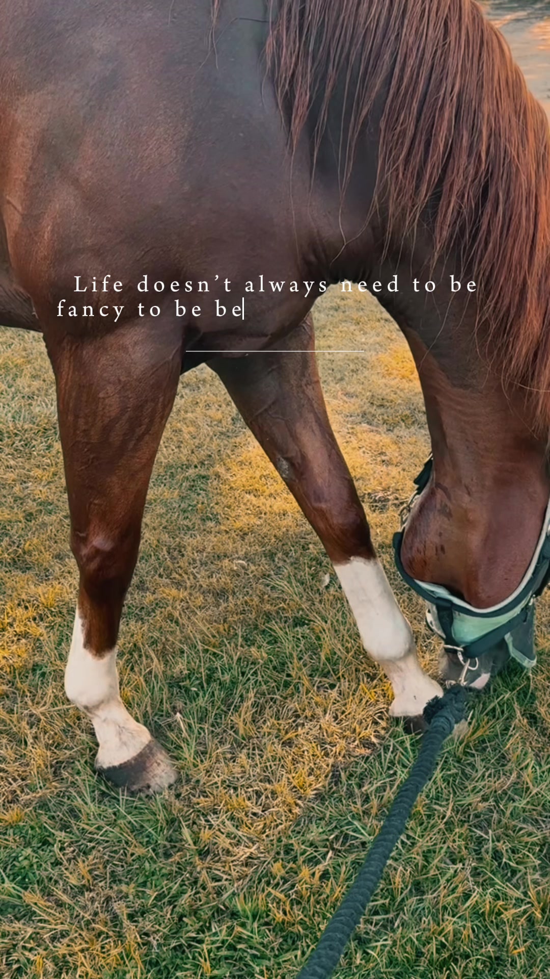 @Horselife