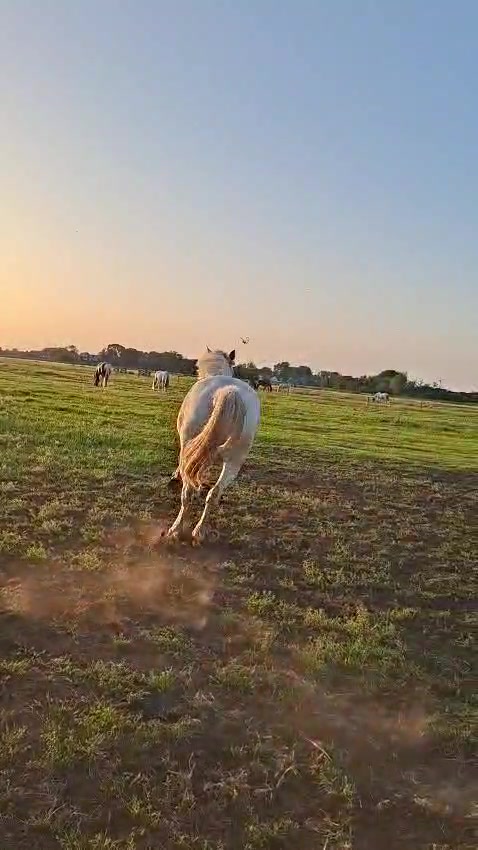 @🇳🇱 yara’s horselife 🇳🇱