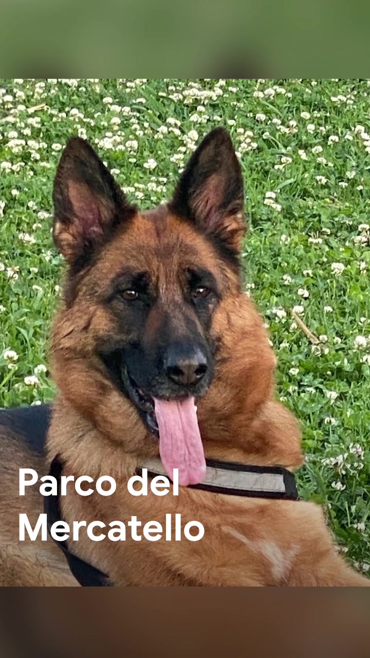 @luigibracciante
