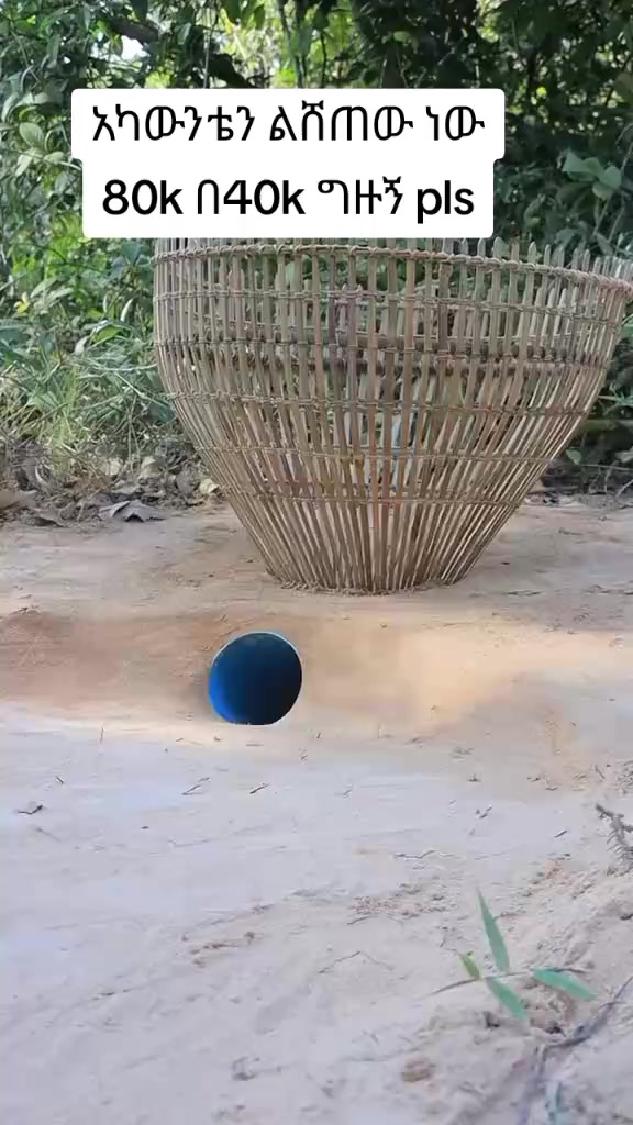 @የጫካው ቀበጥ
