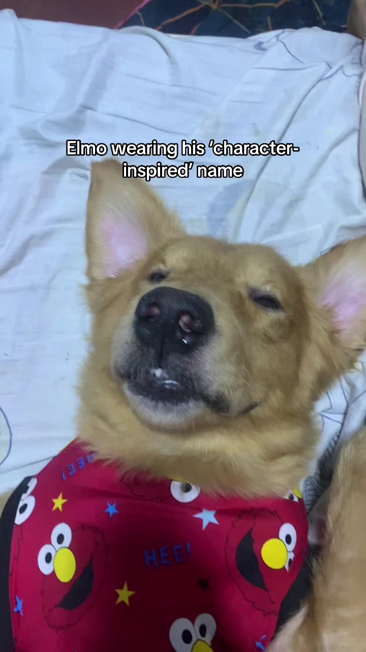 @Elmo 🐶
