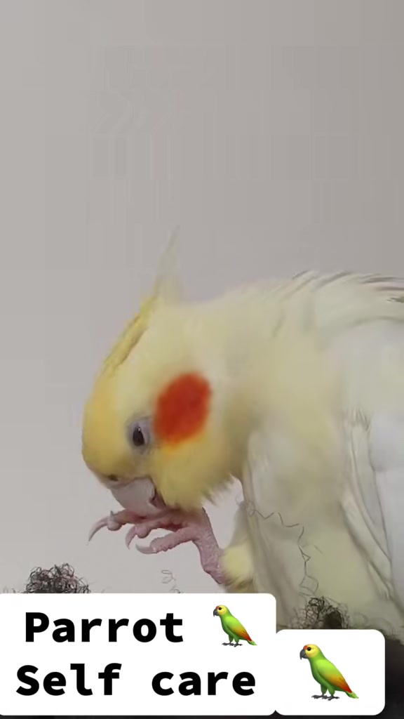 @Bixby the Budgie