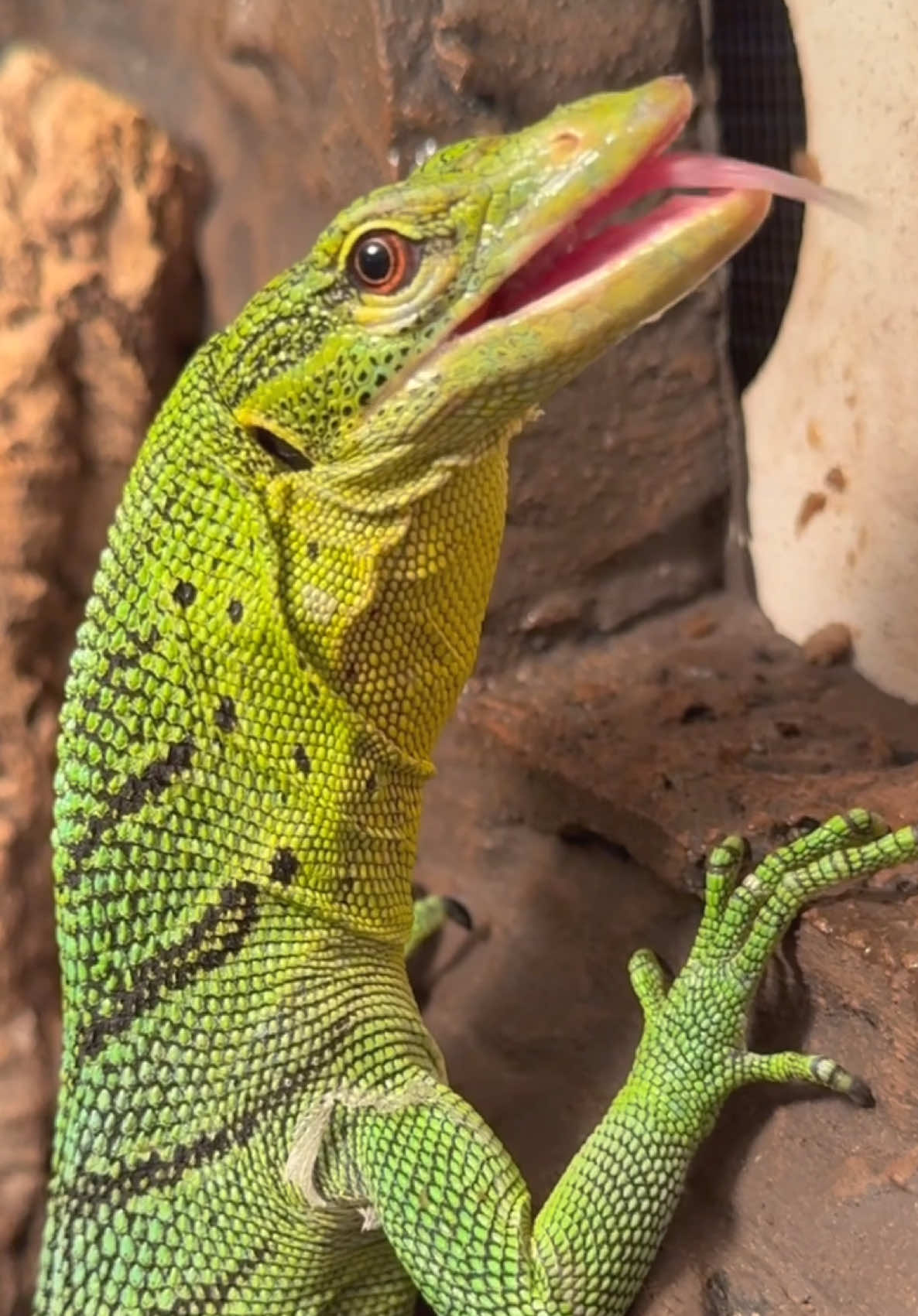 @Tommys_reptiles