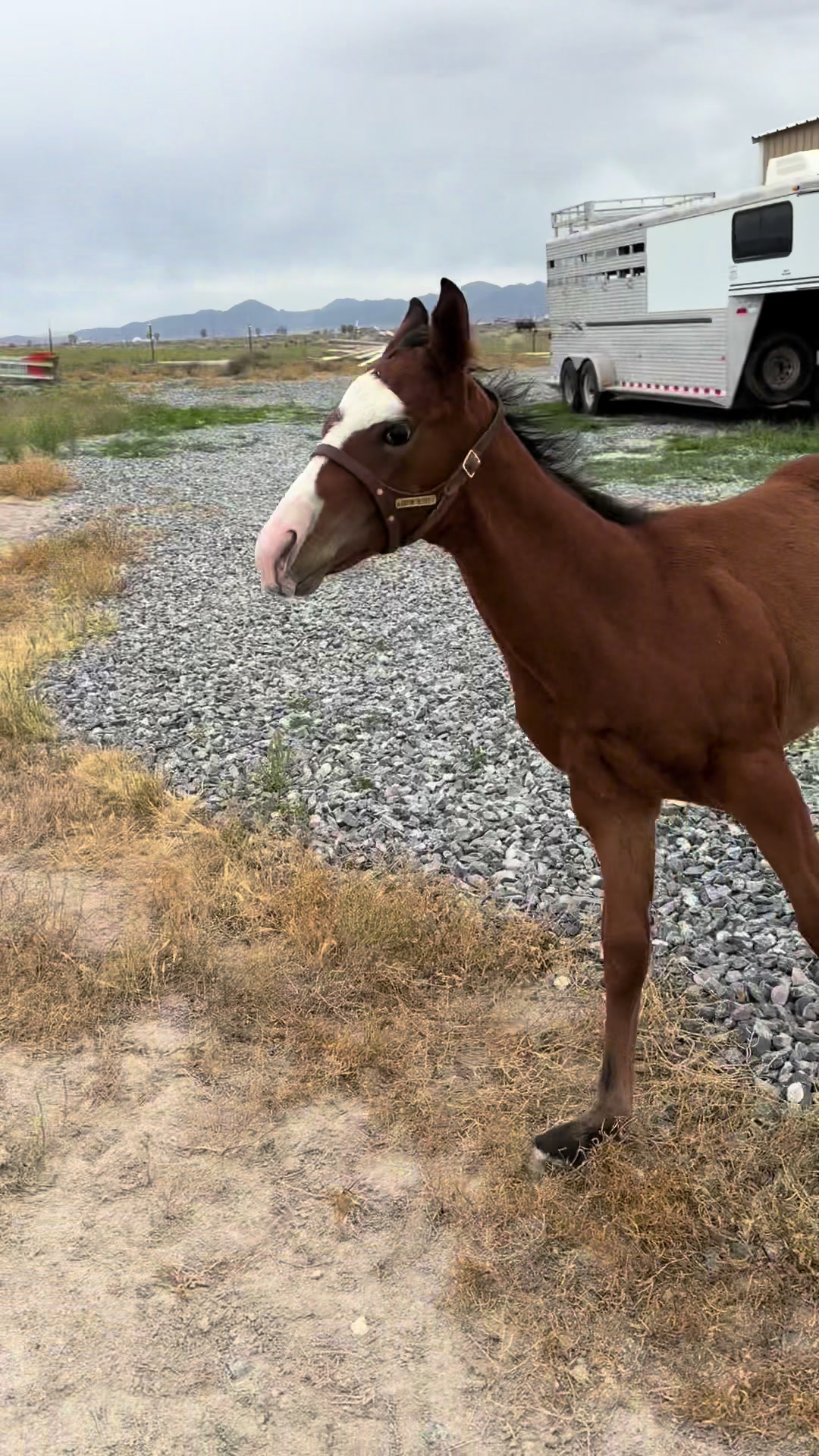 @horselife