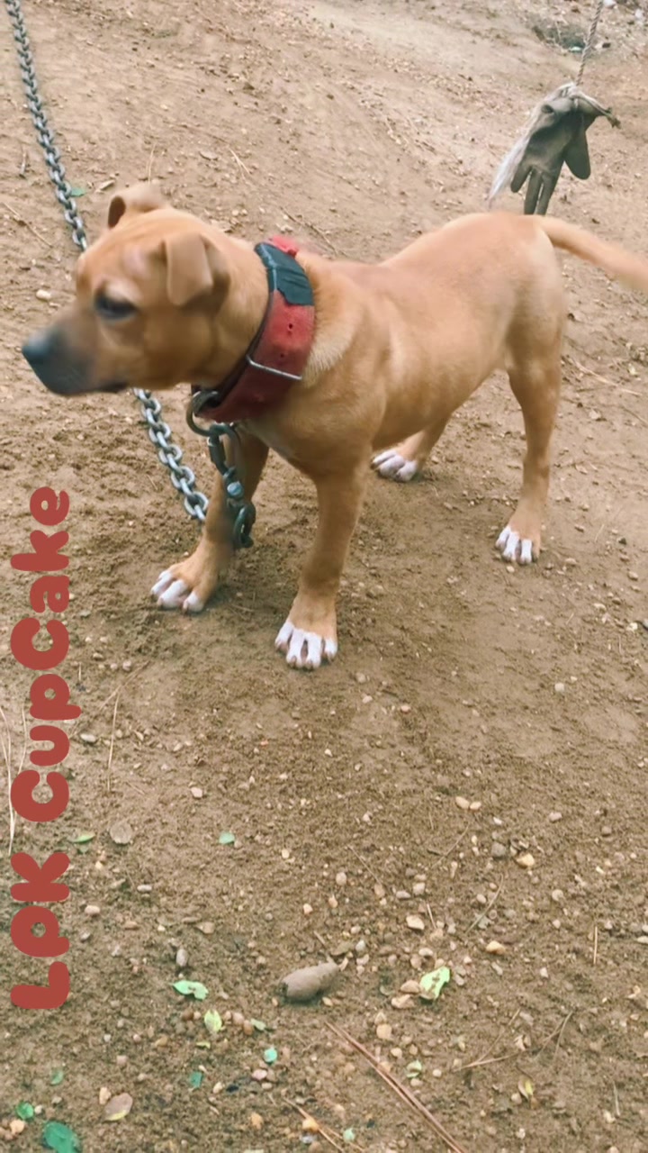 @LPKkennels
