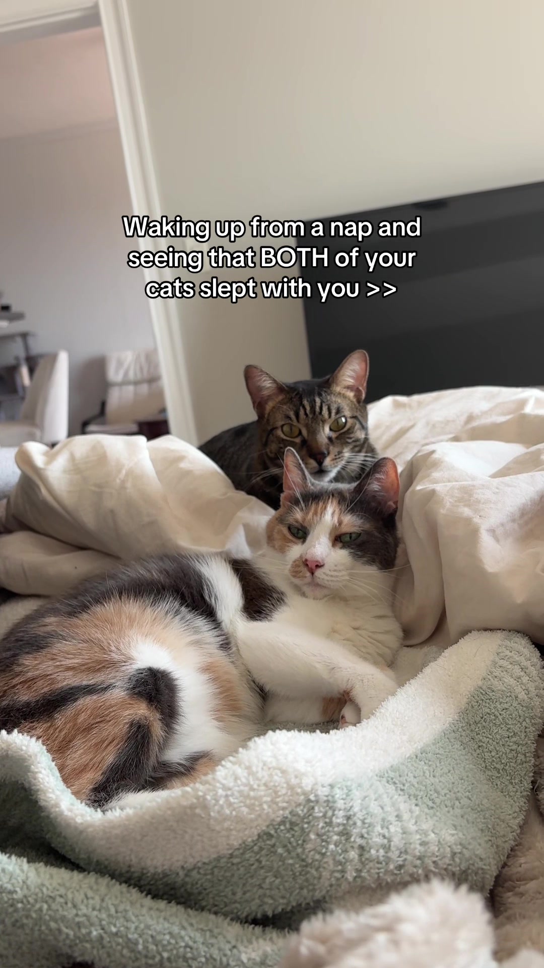 @Quinn The Calico