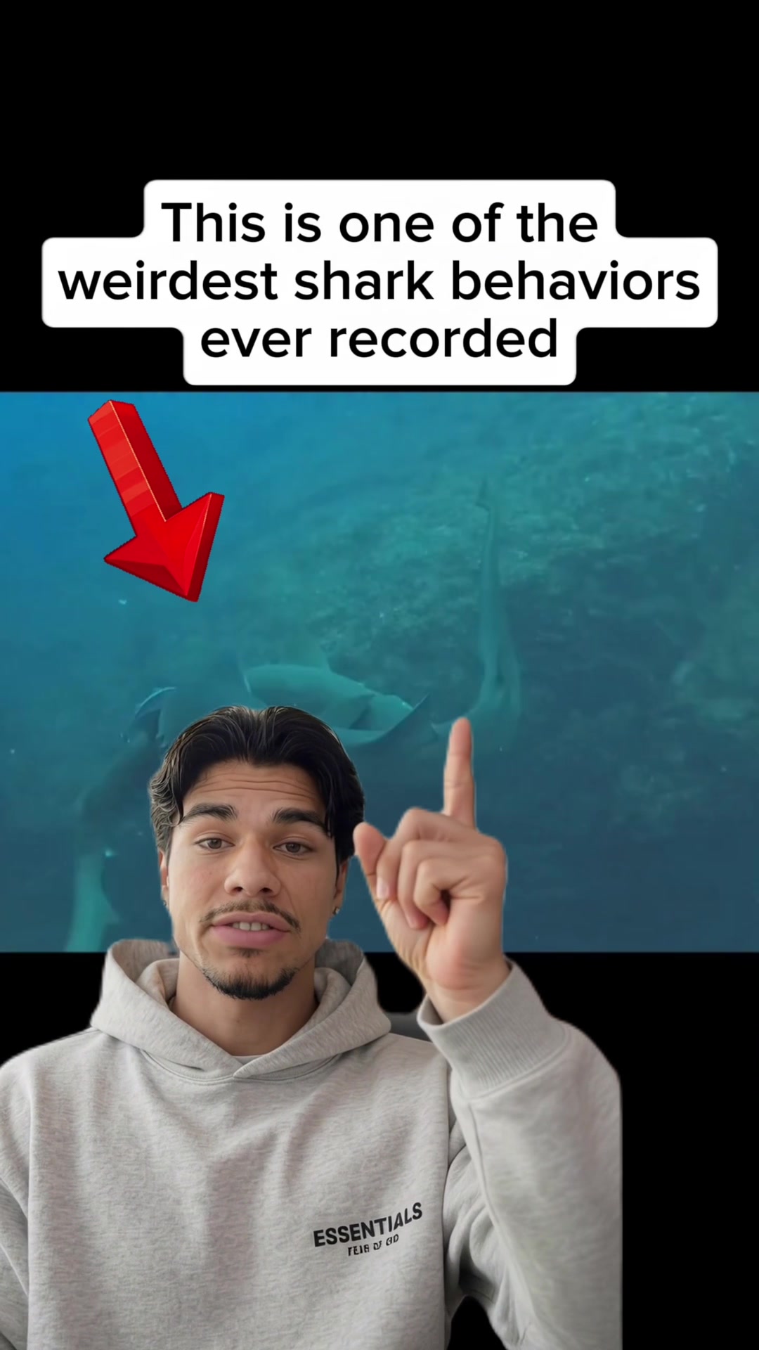 @Animal Code