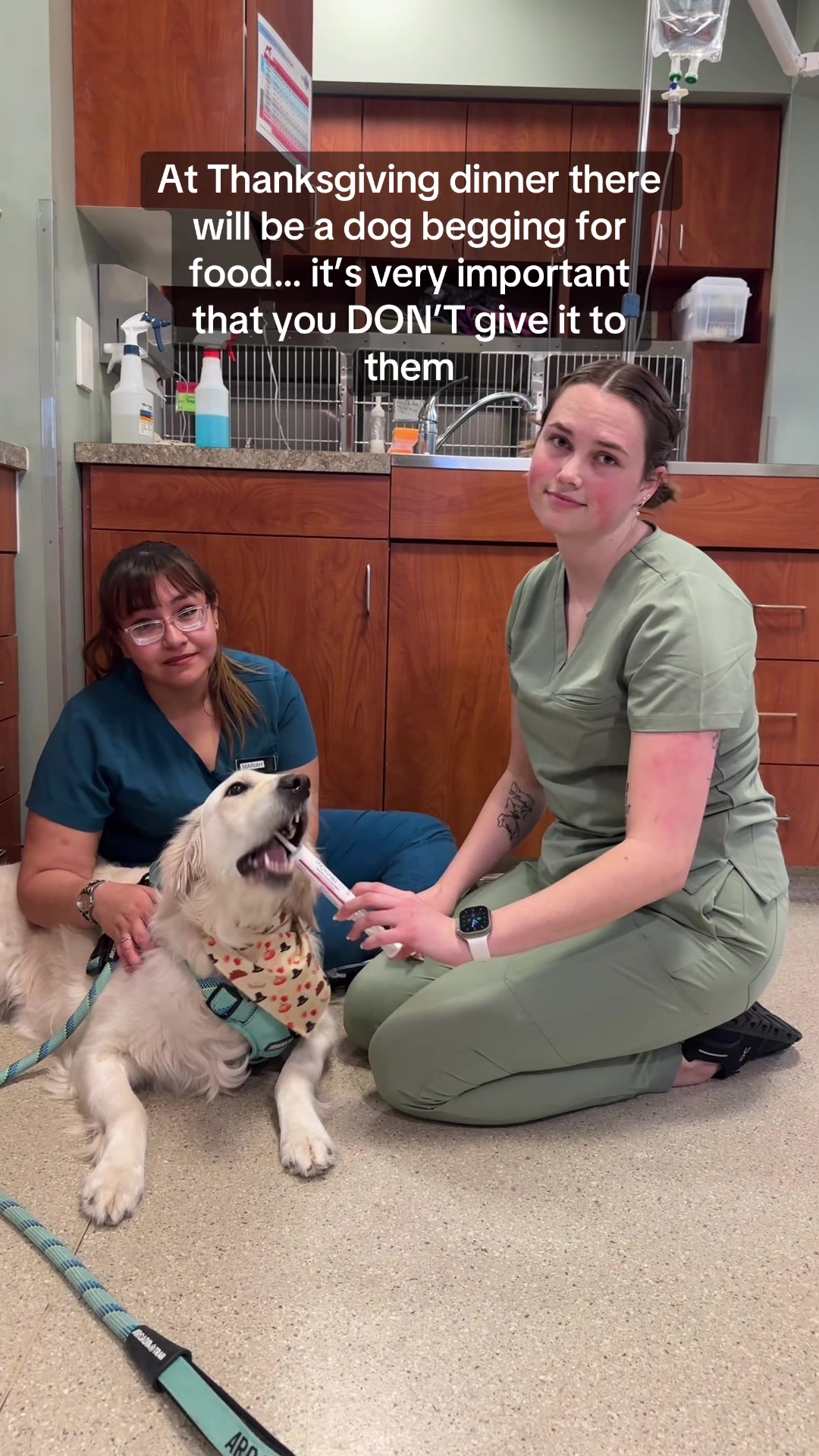 @Dreaming Summit Animal Hosp
