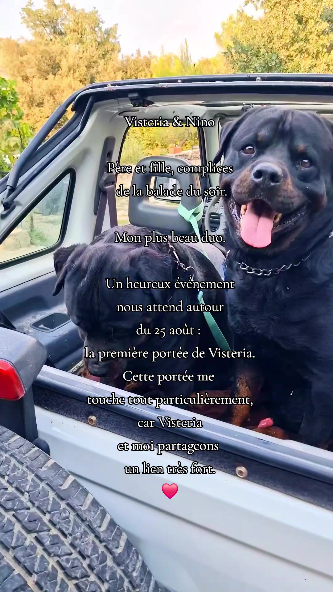 @Laetitia FACHETTi Rottweiler