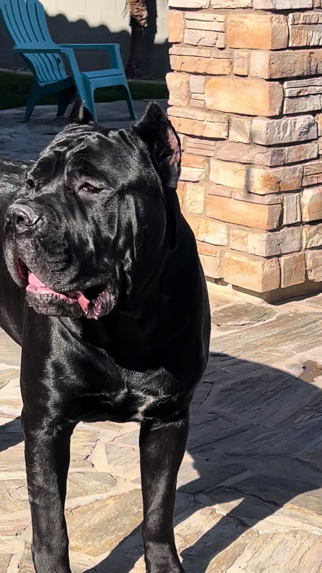@Phoenician Cane Corso Stormi