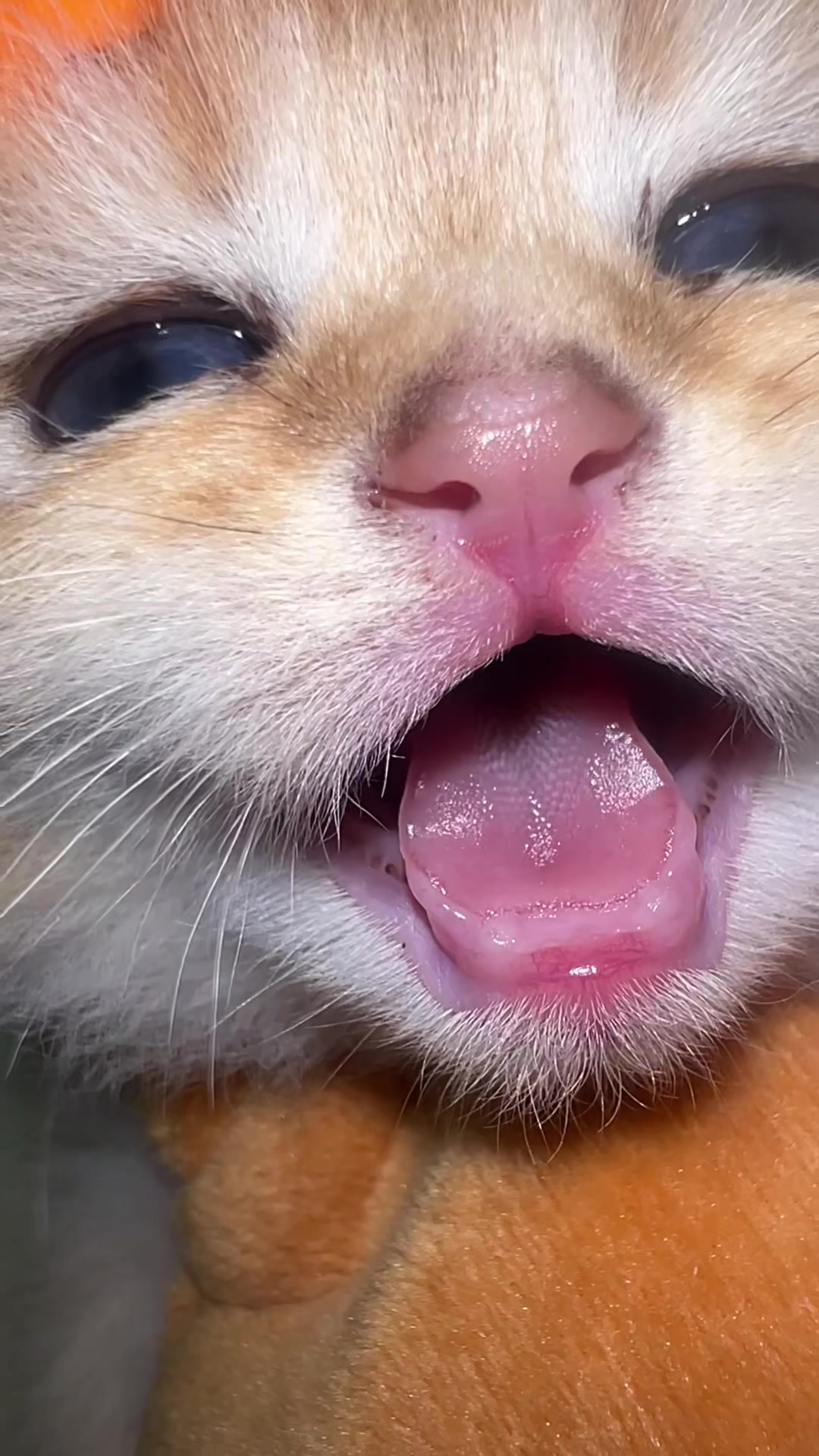 @Soothing Cats😻