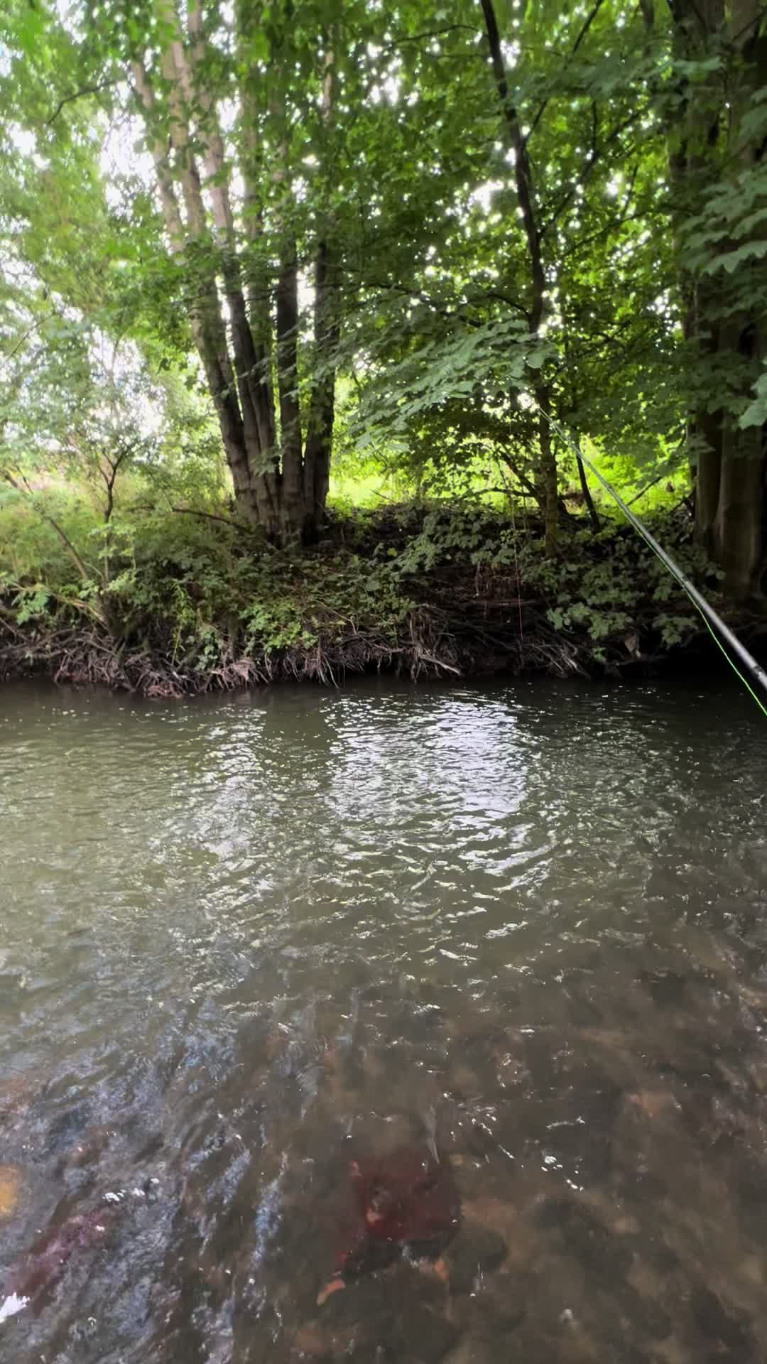 @Alba Trout 🏴