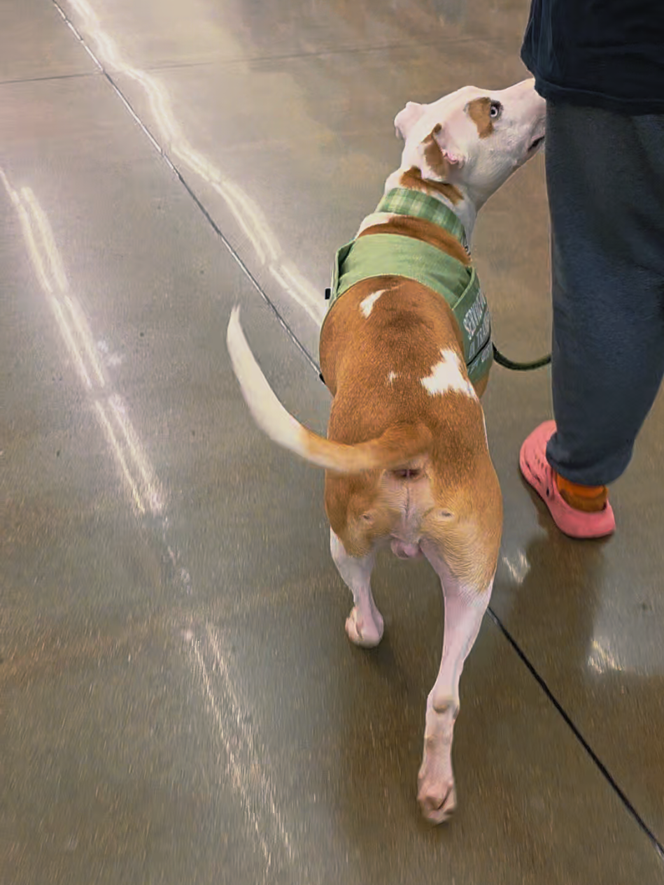 @Canine Wonders Training