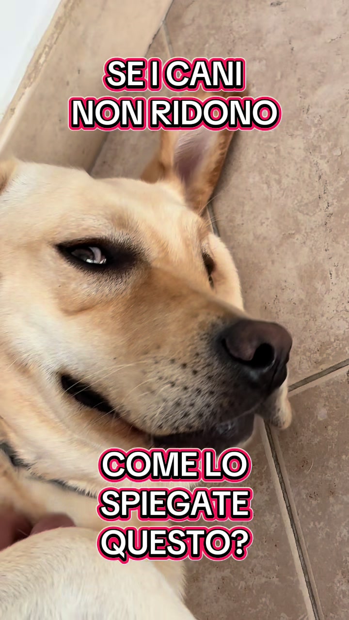 @ALMA_labradorRetriever