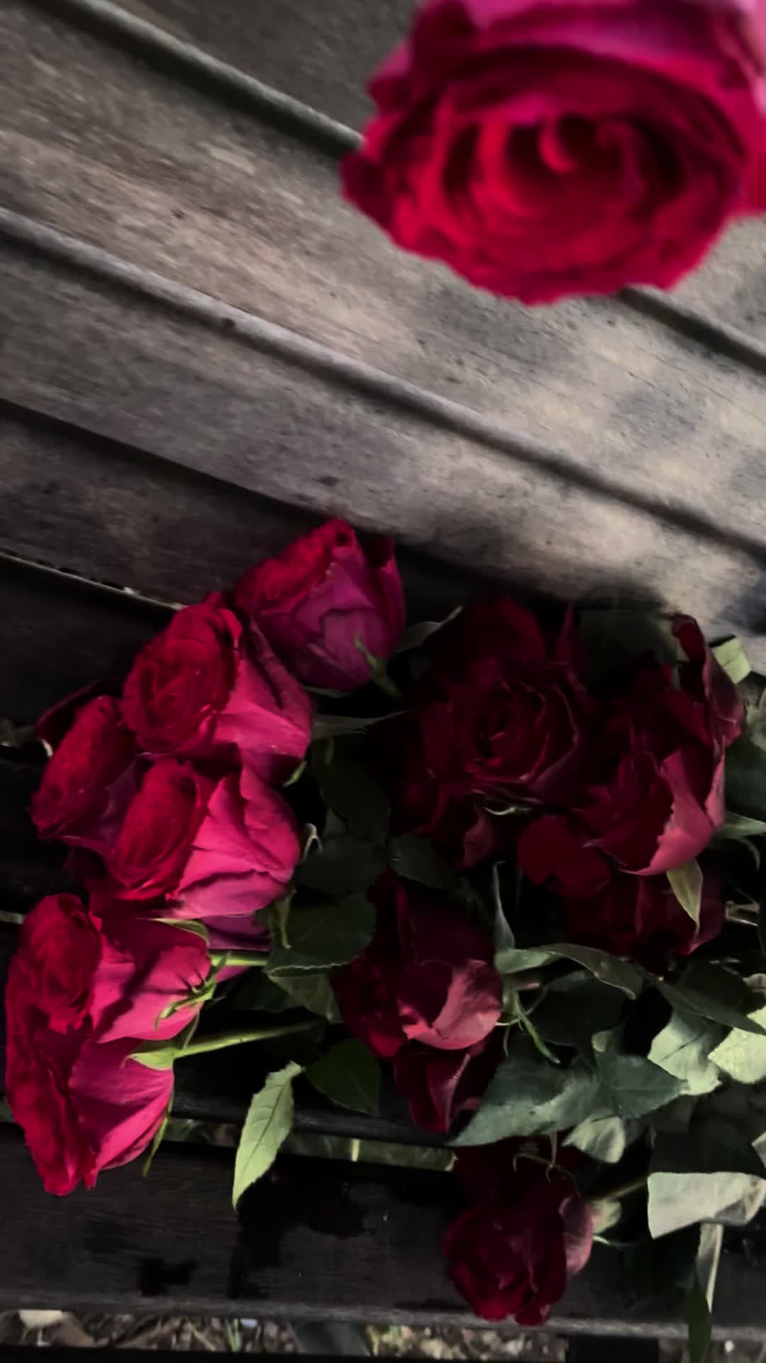 @🌹Mr.S.🌹