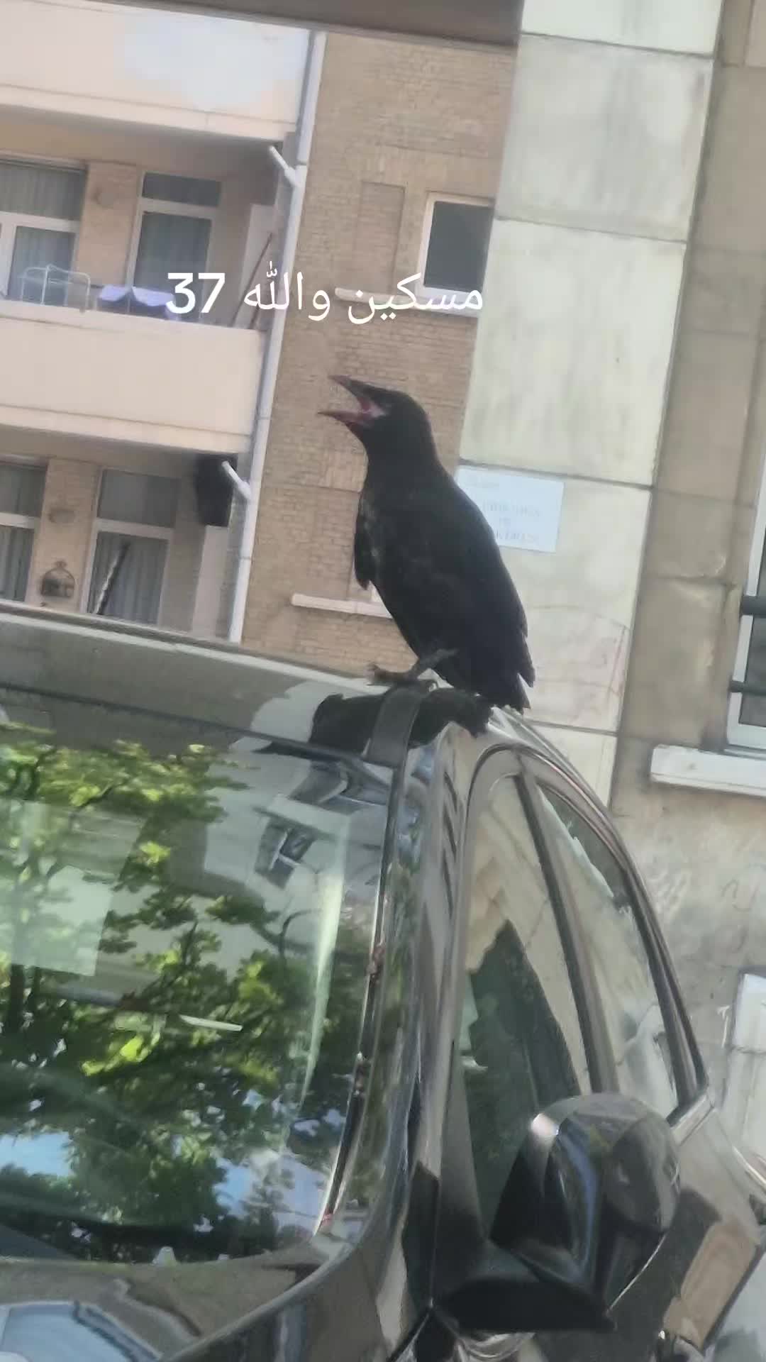 @chakalita