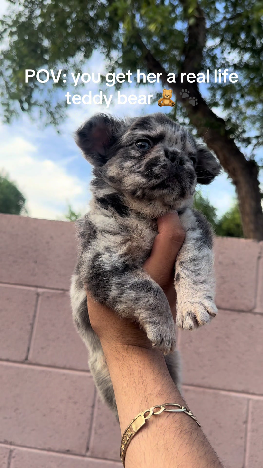 @Luxeaz_frenchies
