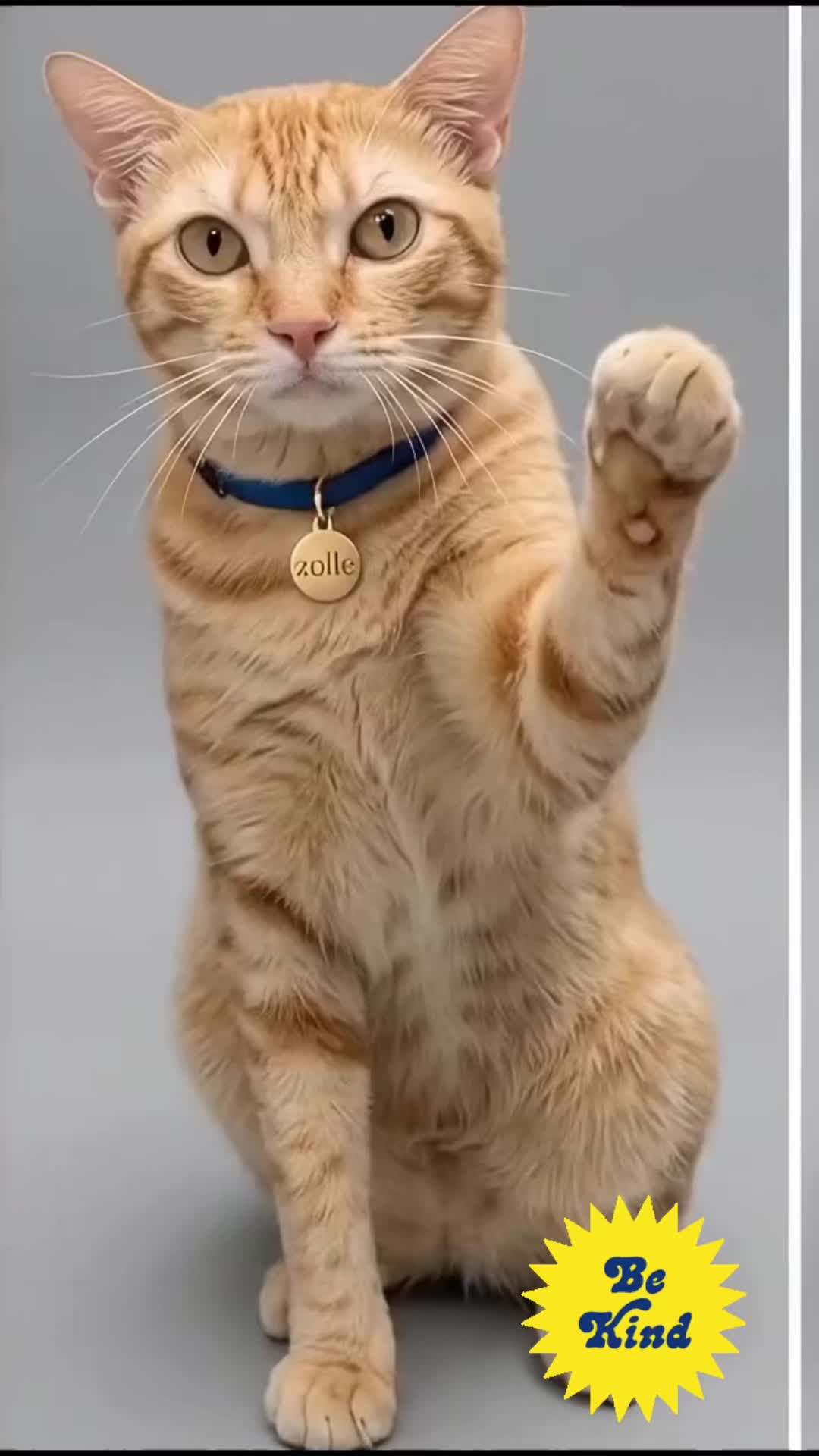 @🐈&zwj;⬛🐈Shelby🐈