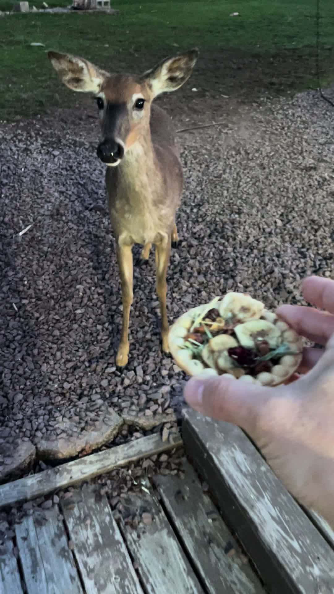 @Anita 🦌🌳