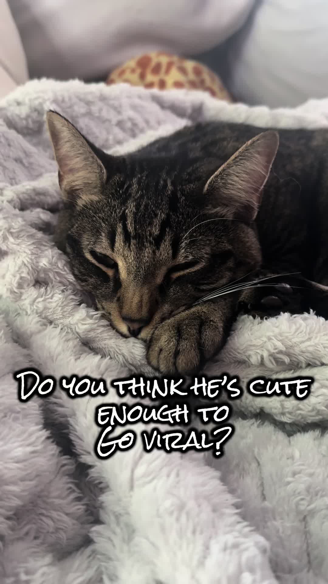 @TailsandWhiskersCo